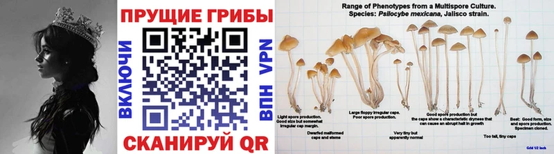 Псилоцибиновые грибы Psilocybe  где купить наркоту  mega зеркало  Железногорск-Илимский 